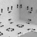 Pearl Tile Leveling System for Walls and Floors